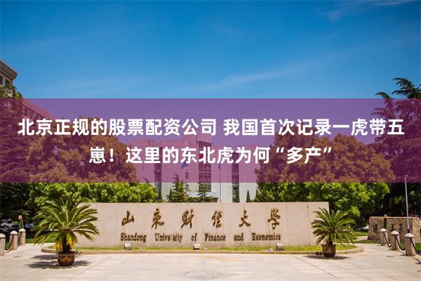北京正规的股票配资公司 我国首次记录一虎带五崽！这里的东北虎为何“多产”